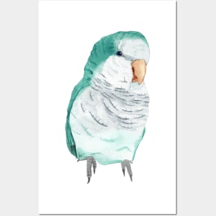 Conure veuve bleu perruche moine souris quaker aquarelle Posters and Art